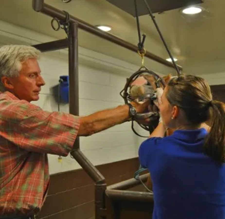Doctors caring for a horse's teeth