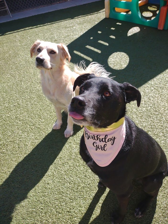 Two Dogs Sitting Outside