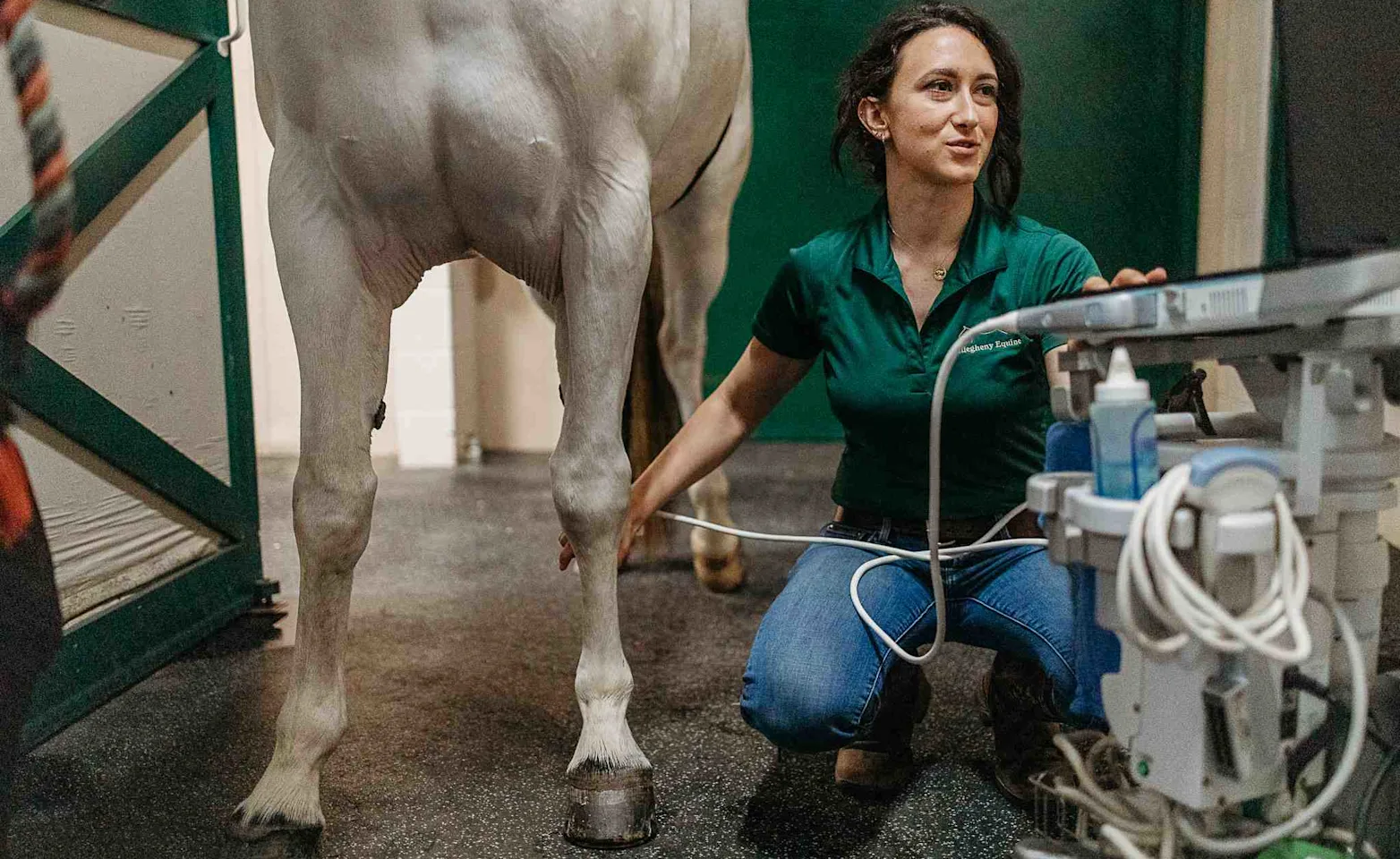 Staff Examining A Horse's Leg Staff Examining A Horse's Leg