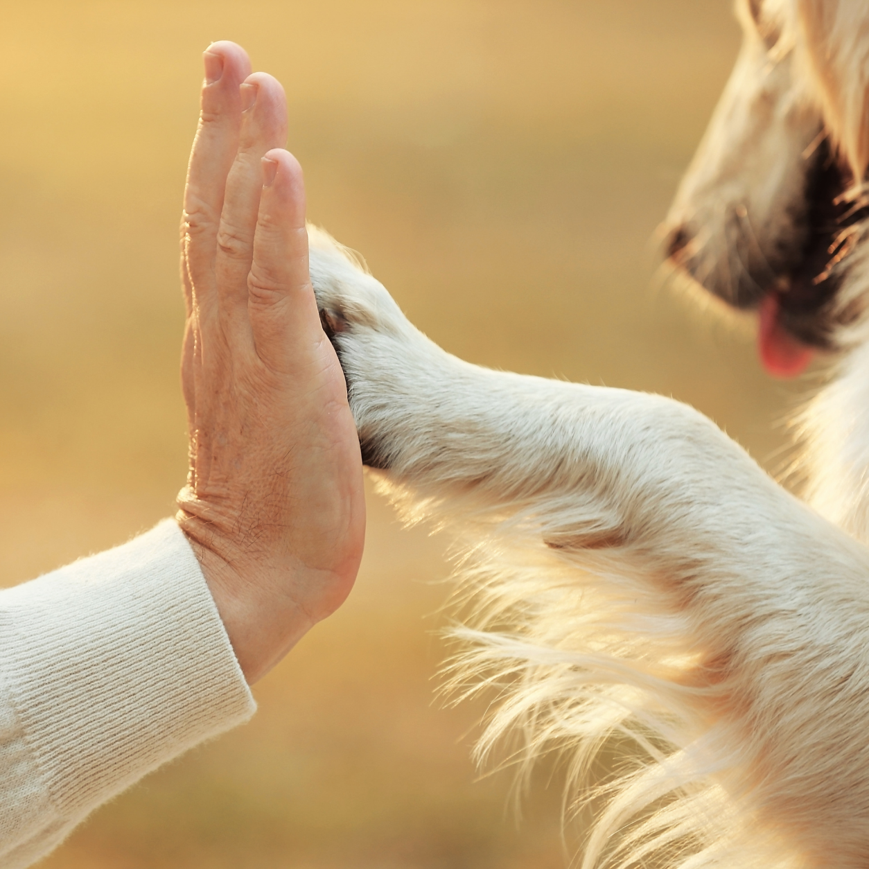 Owner holding dog's paw