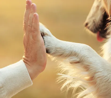 Owner holding dog's paw Owner holding dog's paw
