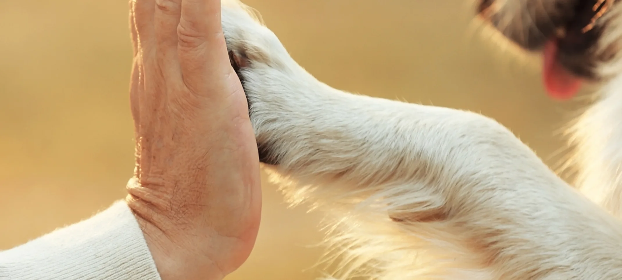 Owner holding dog's paw Owner holding dog's paw