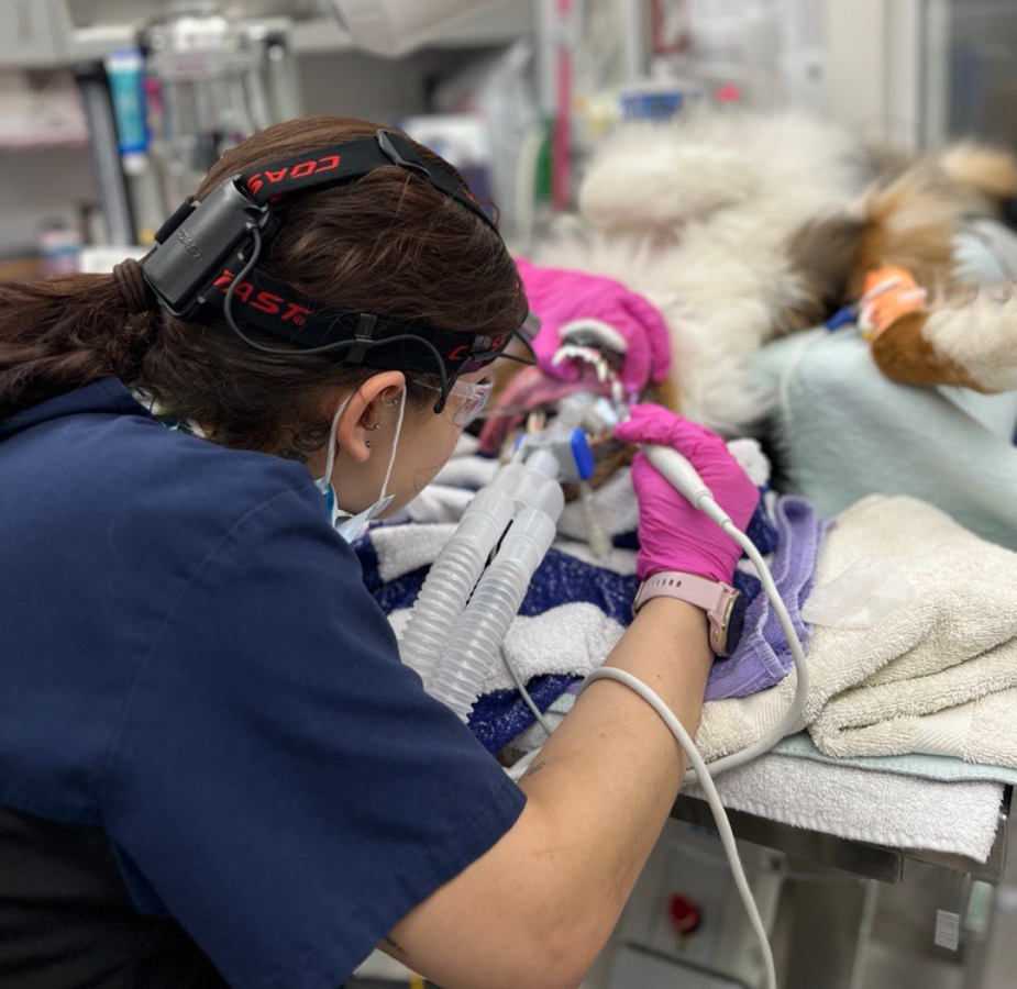 A veterinarian performing a dental procedure