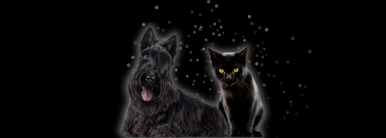 Black Dog & Cat