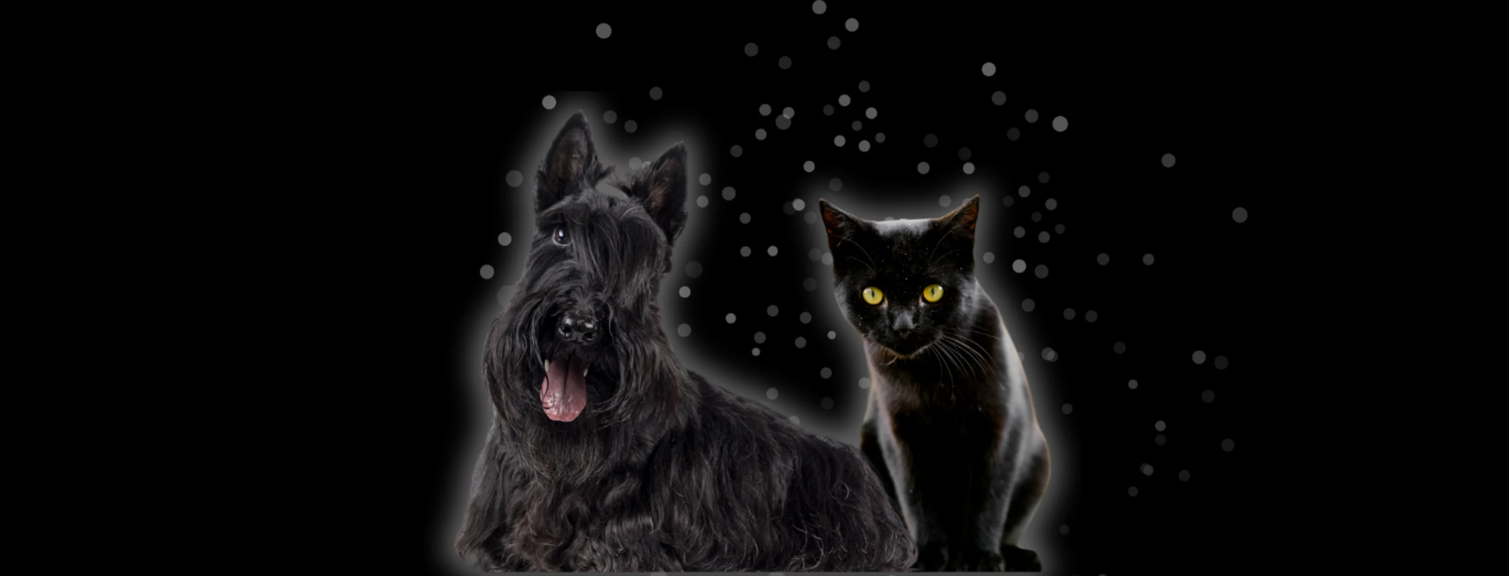 Black Dog & Cat Black Dog & Cat