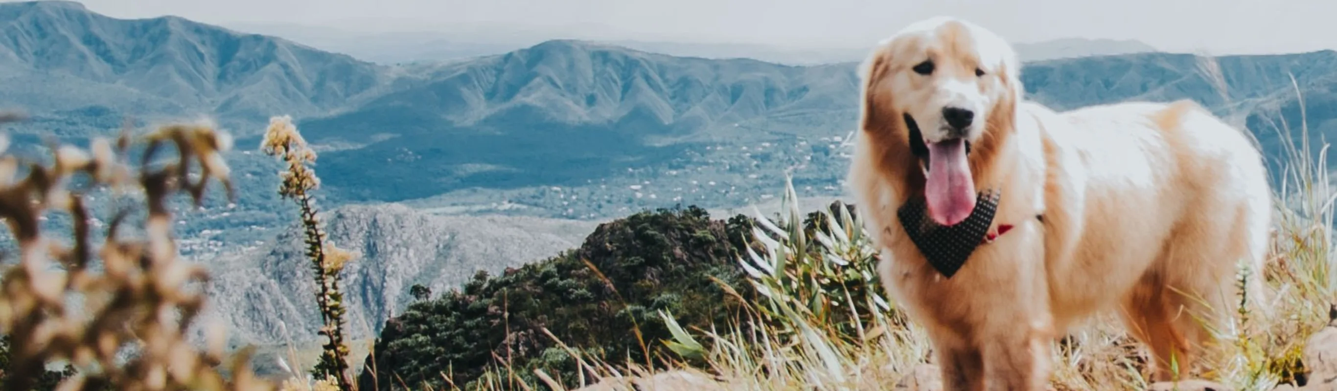 Dog standing at cliff overlooking mountains Dog standing at cliff overlooking mountains