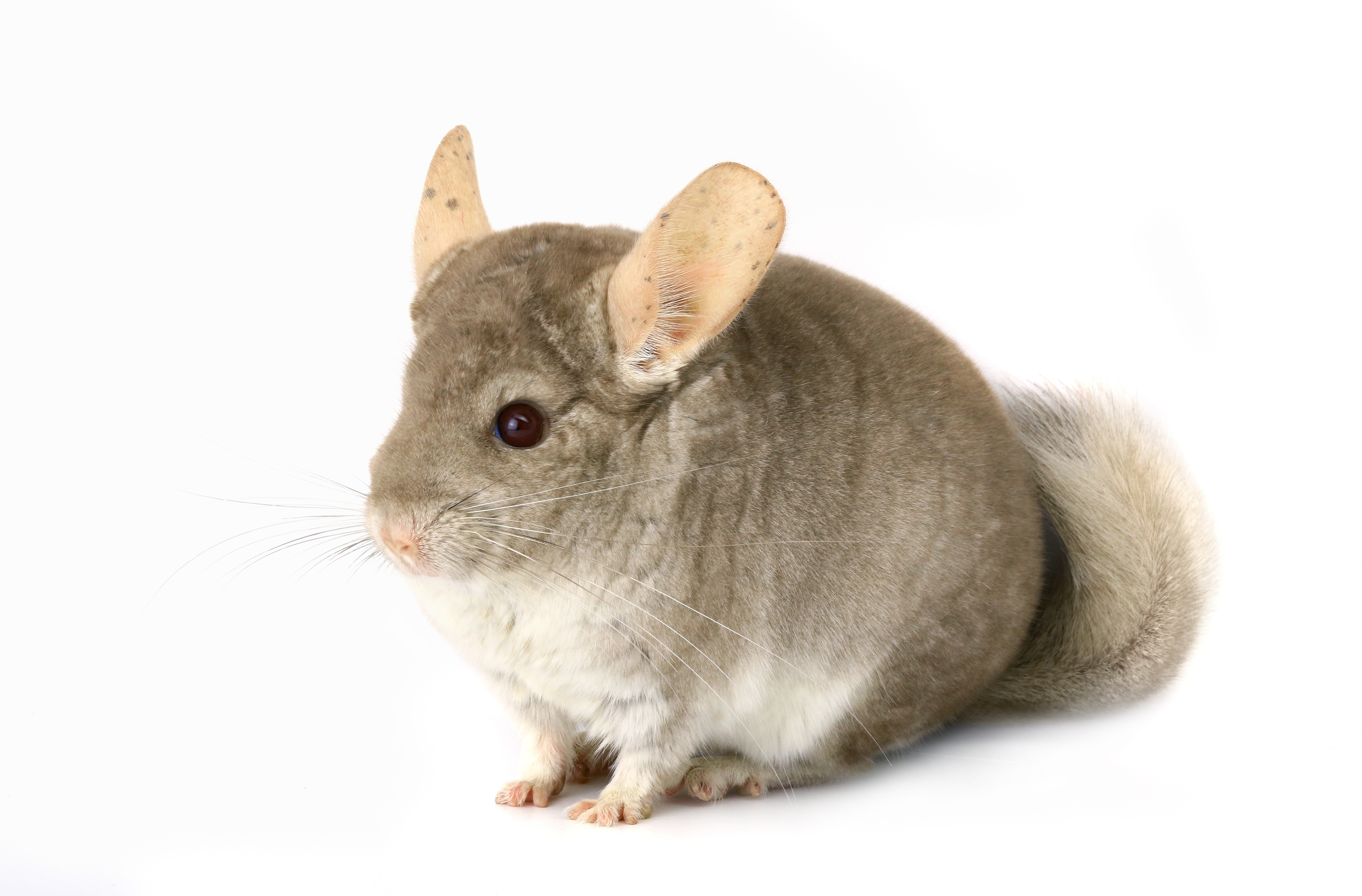 Caring For Your Pet Chinchilla