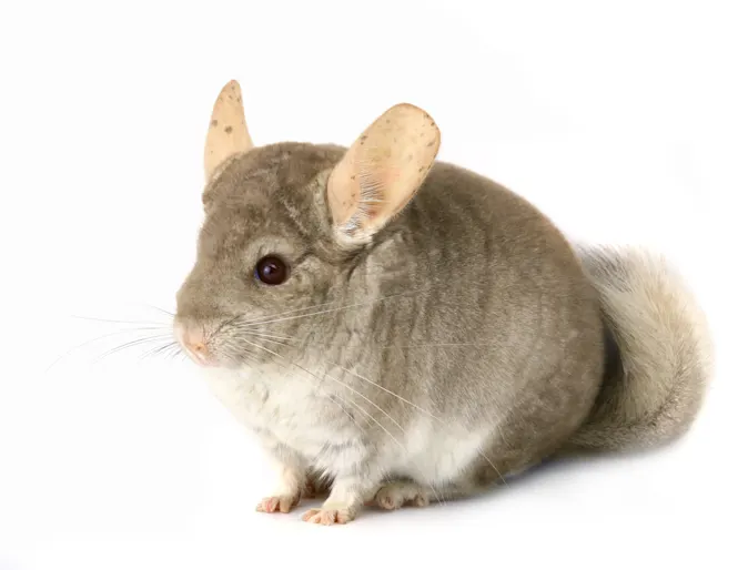 Chinchilla Chinchilla
