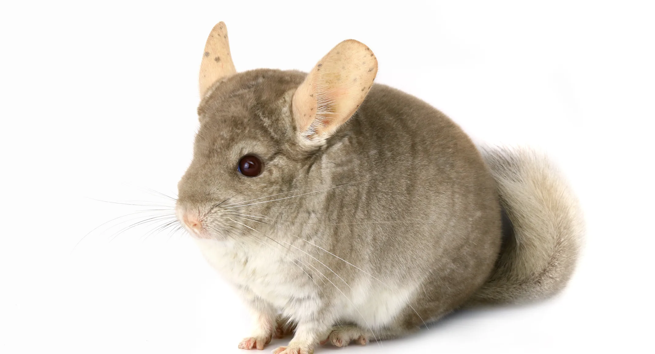 Chinchilla Chinchilla
