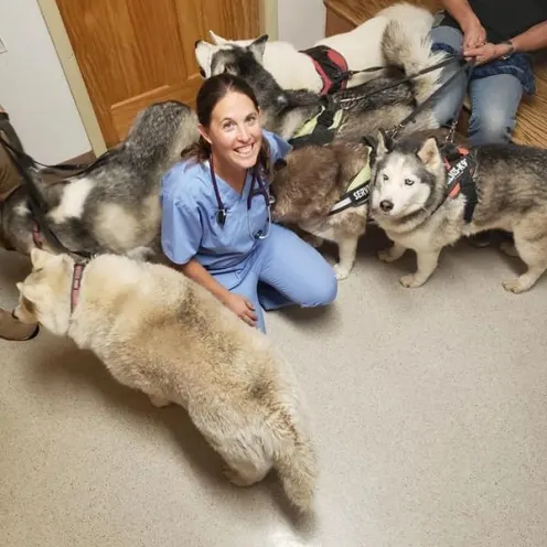 Staff with multiple huskies