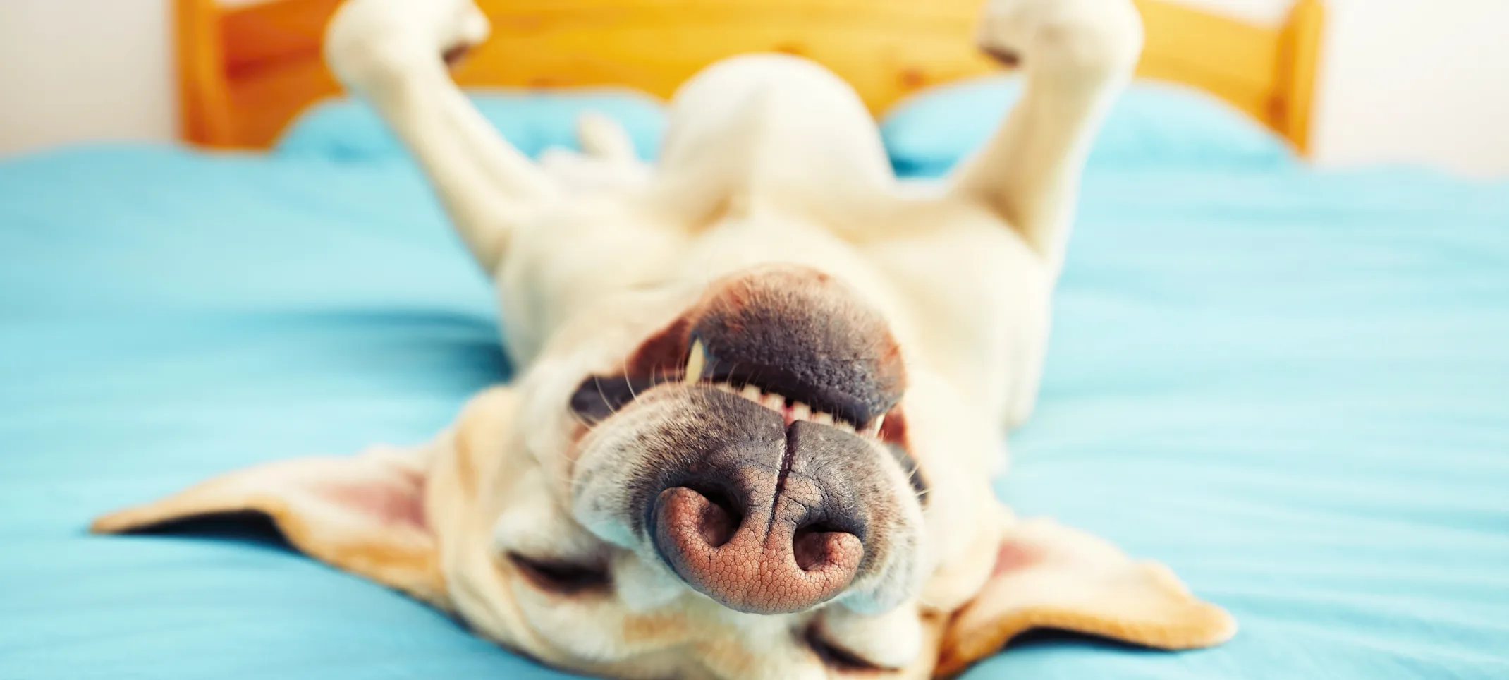 Dog lying upside down on bed Dog lying upside down on bed