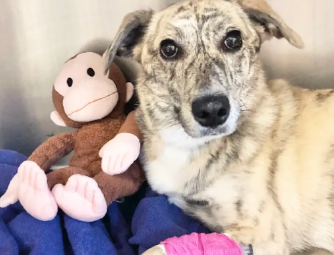 Callie and her monkey toy Callie and her monkey toy