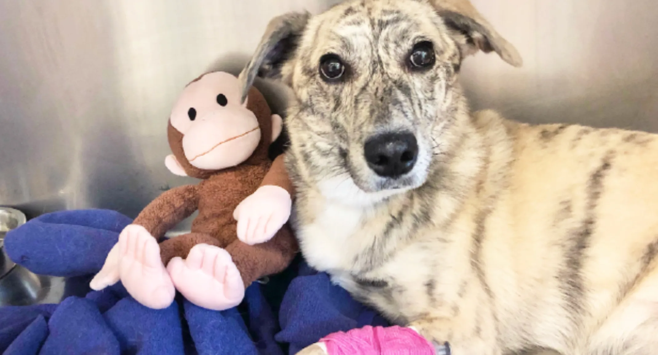 Callie and her monkey toy Callie and her monkey toy