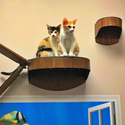 Cats sitting on cat tree Cats sitting on cat tree