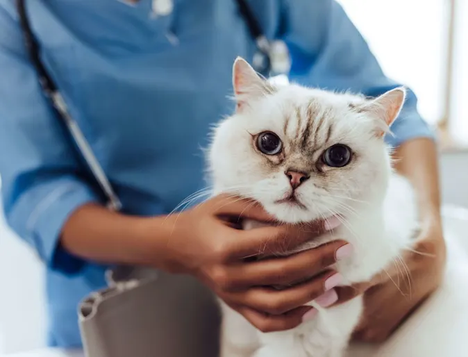 white cat looking at camera white cat looking at camera