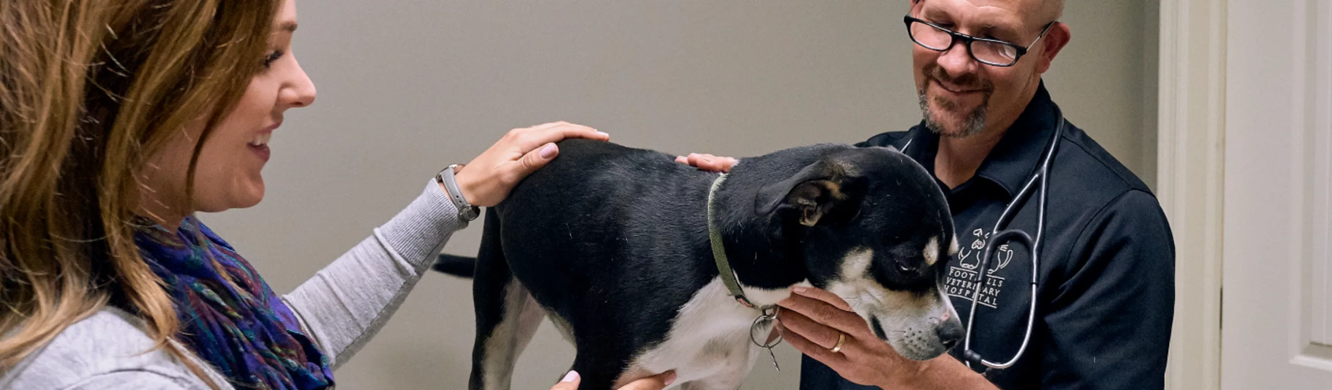 Veterinarians examining dog.