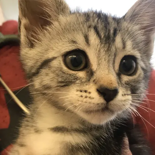 Tabby Cat Kitten