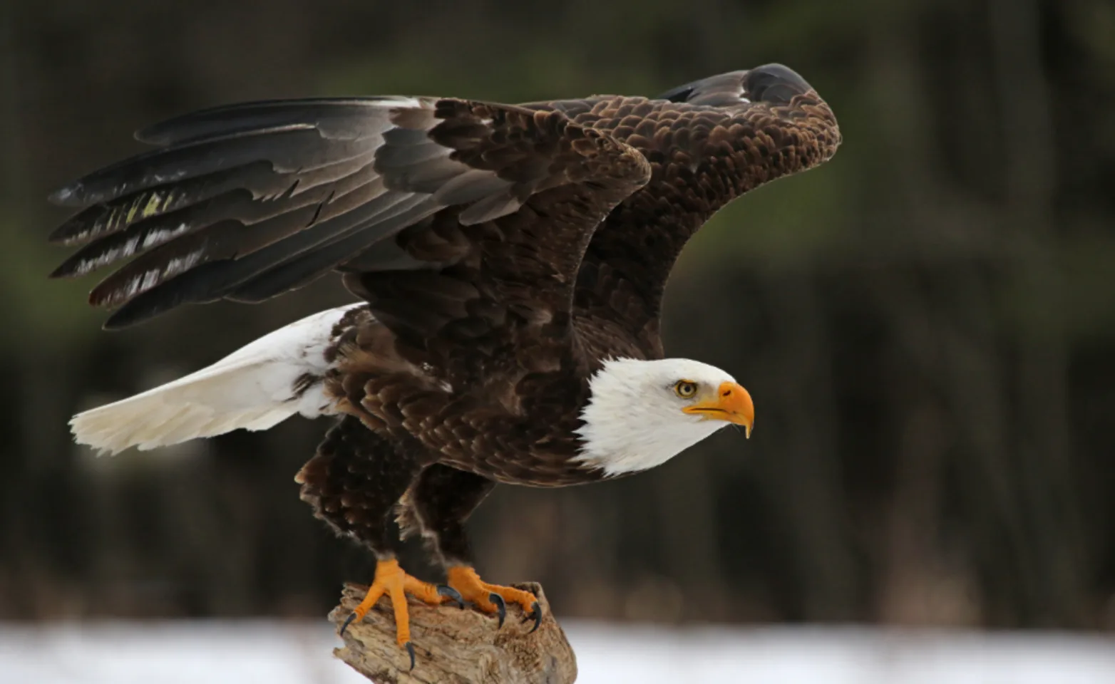 Bald eagle taking off Bald eagle taking off