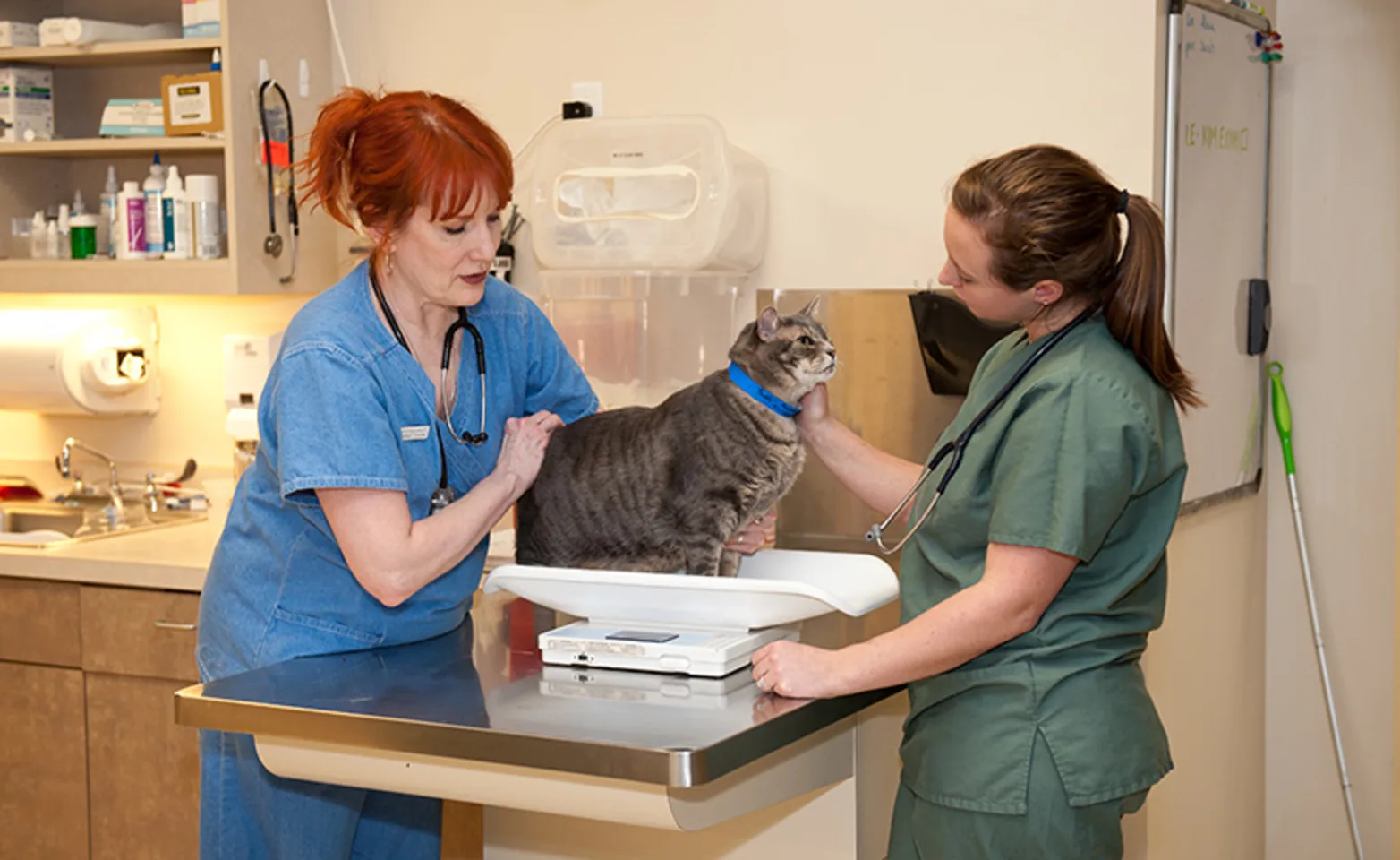 Cat on table being treated by veterinarians Cat on table being treated by veterinarians