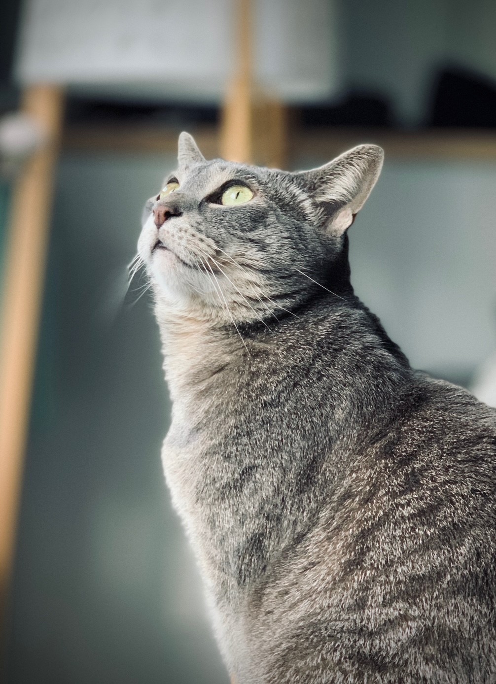 A cat looking upwards