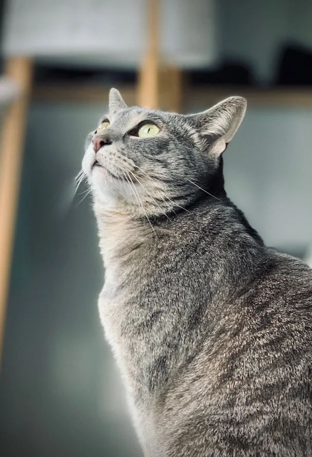 A cat looking upwards A cat looking upwards