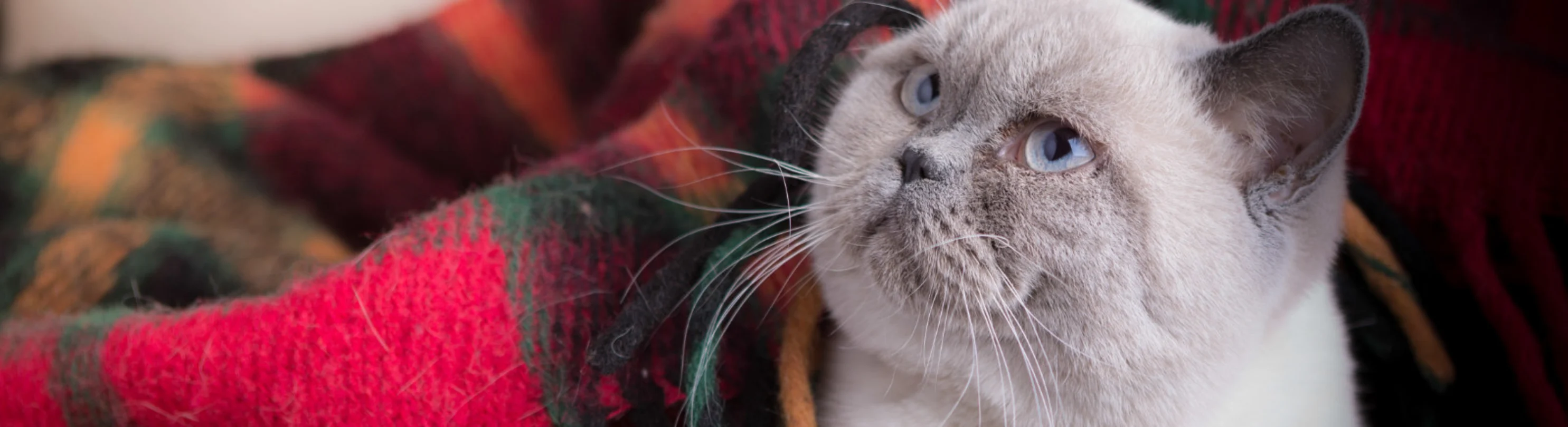 Gray kitten snuggled under a colorful blanket Gray kitten snuggled under a colorful blanket