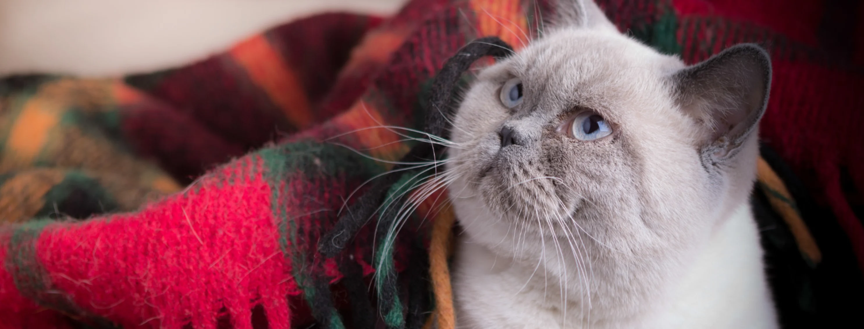Gray kitten snuggled under a colorful blanket Gray kitten snuggled under a colorful blanket