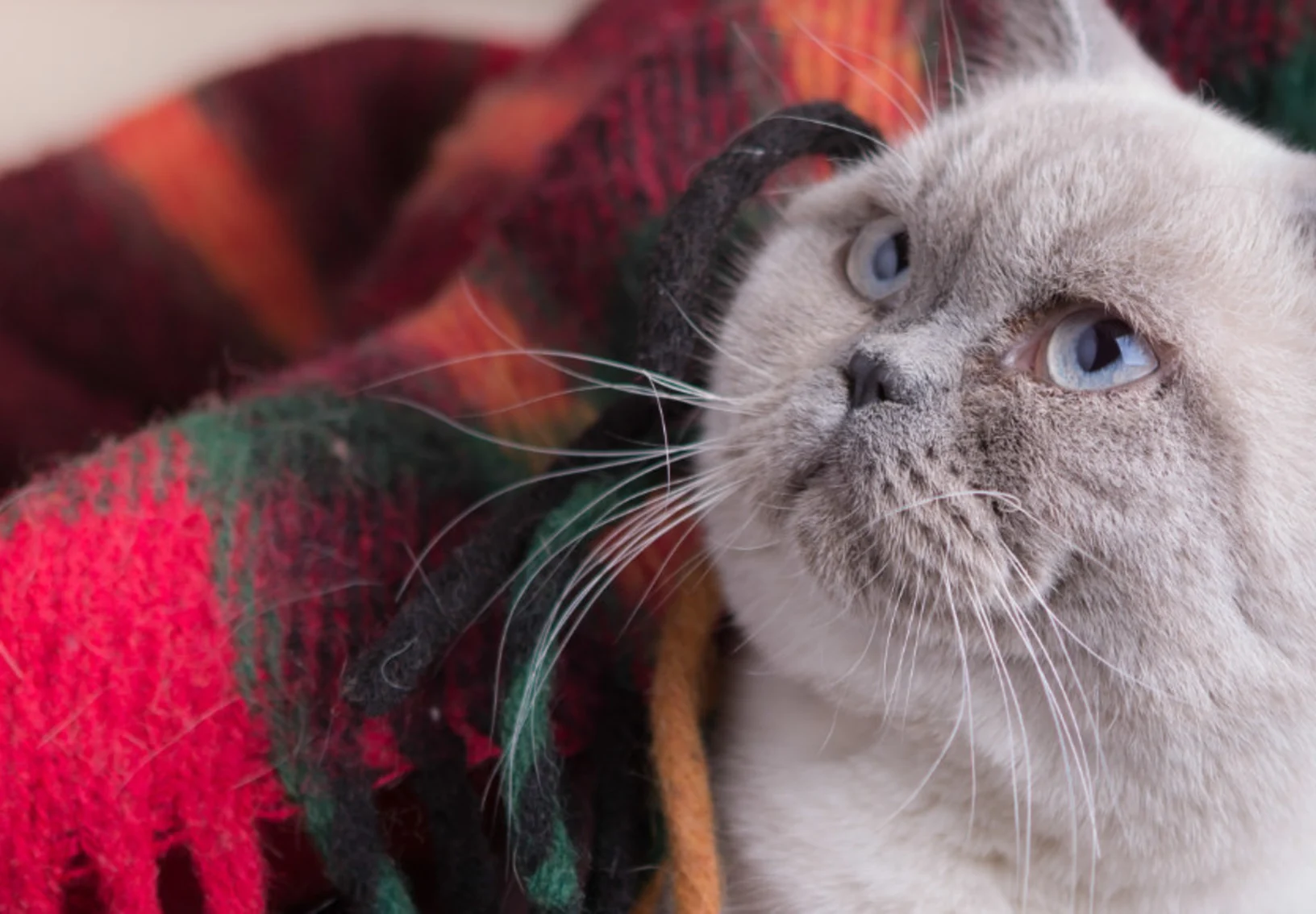 Gray kitten snuggled under a colorful blanket Gray kitten snuggled under a colorful blanket