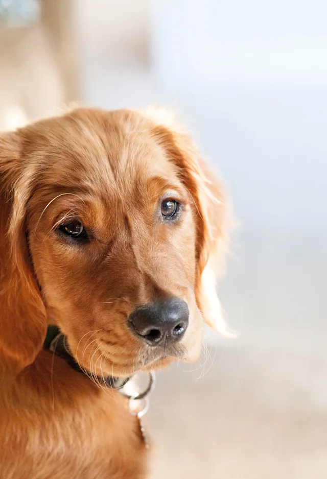 dog inside home dog inside home