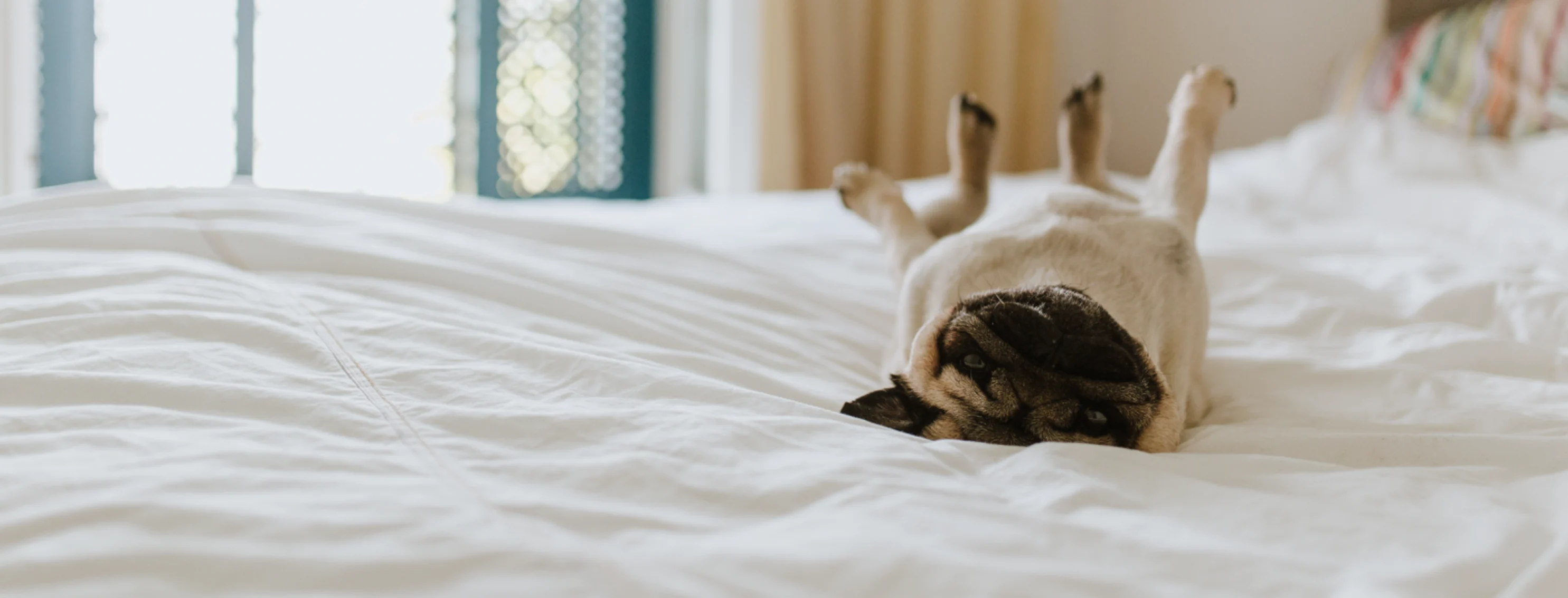 pug laying upside down on a bed