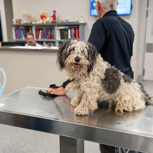 Dog on table Dog on table