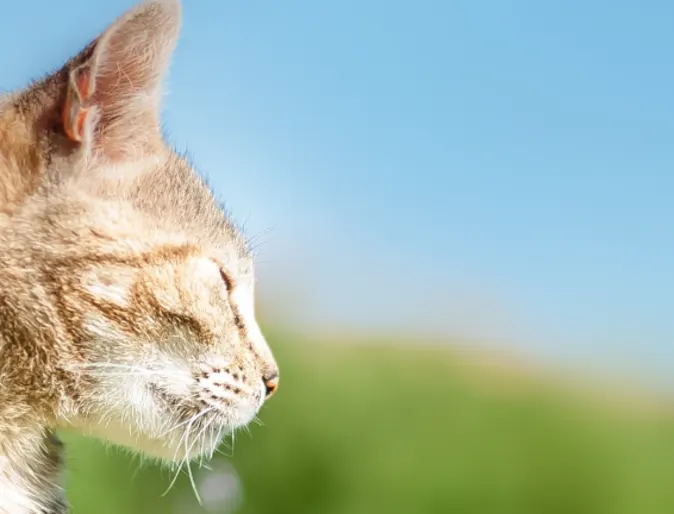 Cat squinting into the sun