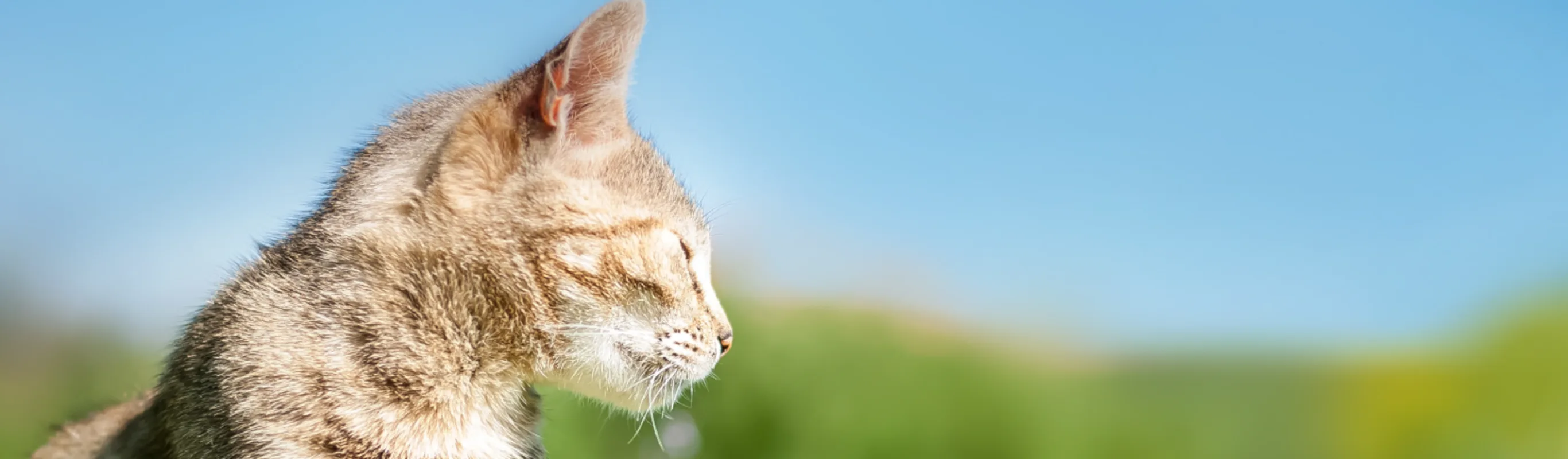 Cat squinting into the sun