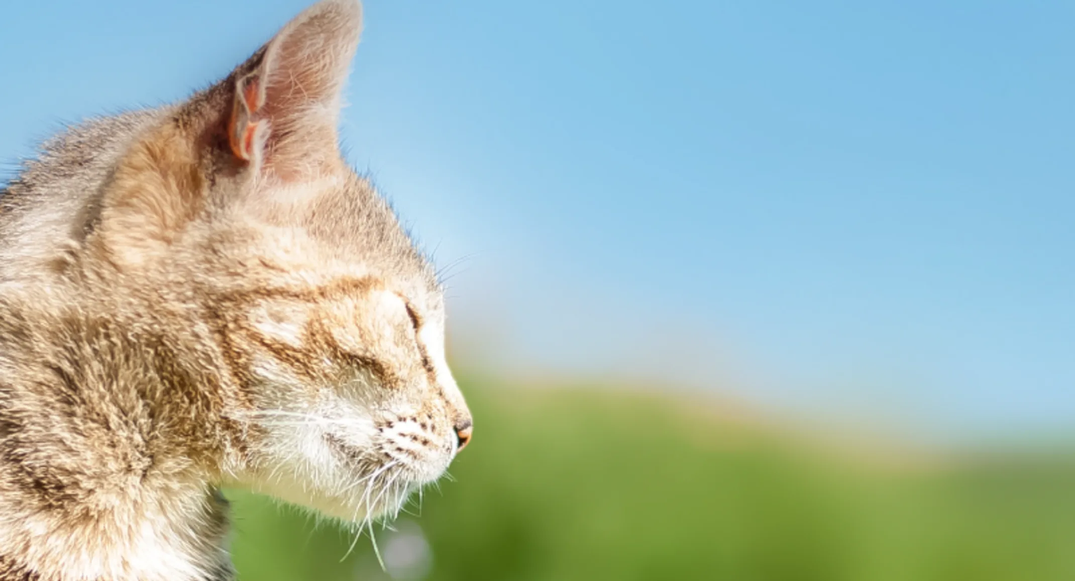 Cat squinting into the sun