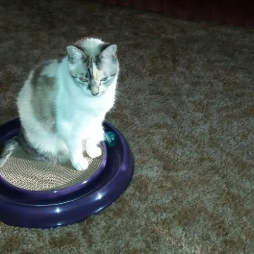 A cat sitting on a circular dish on a carpet