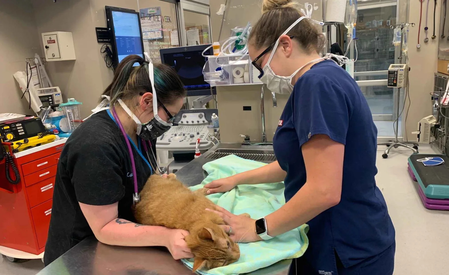 Pet+ER staff drawing blood from a cat. Pet+ER staff drawing blood from a cat.