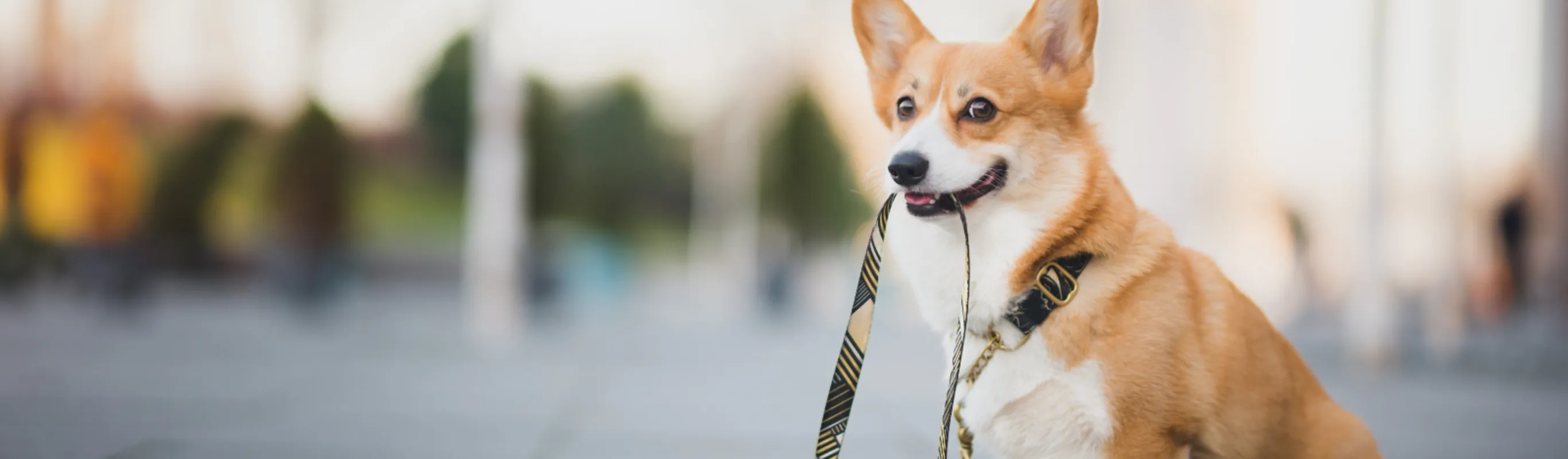Dog Biting Leash with Blur Cityscape Background Dog Biting Leash with Blur Cityscape Background