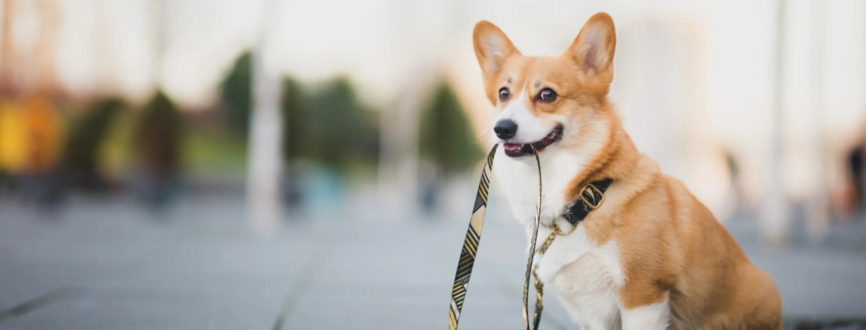 Dog Biting Leash with Blur Cityscape Background