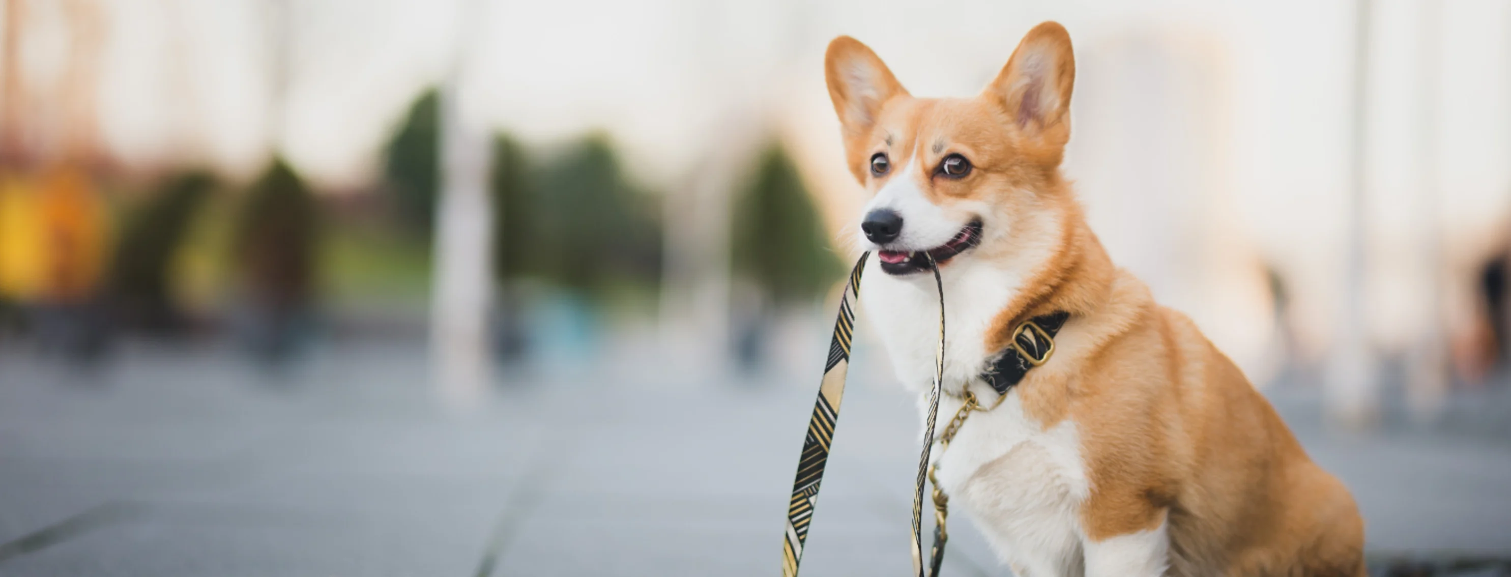Dog Biting Leash with Blur Cityscape Background Dog Biting Leash with Blur Cityscape Background