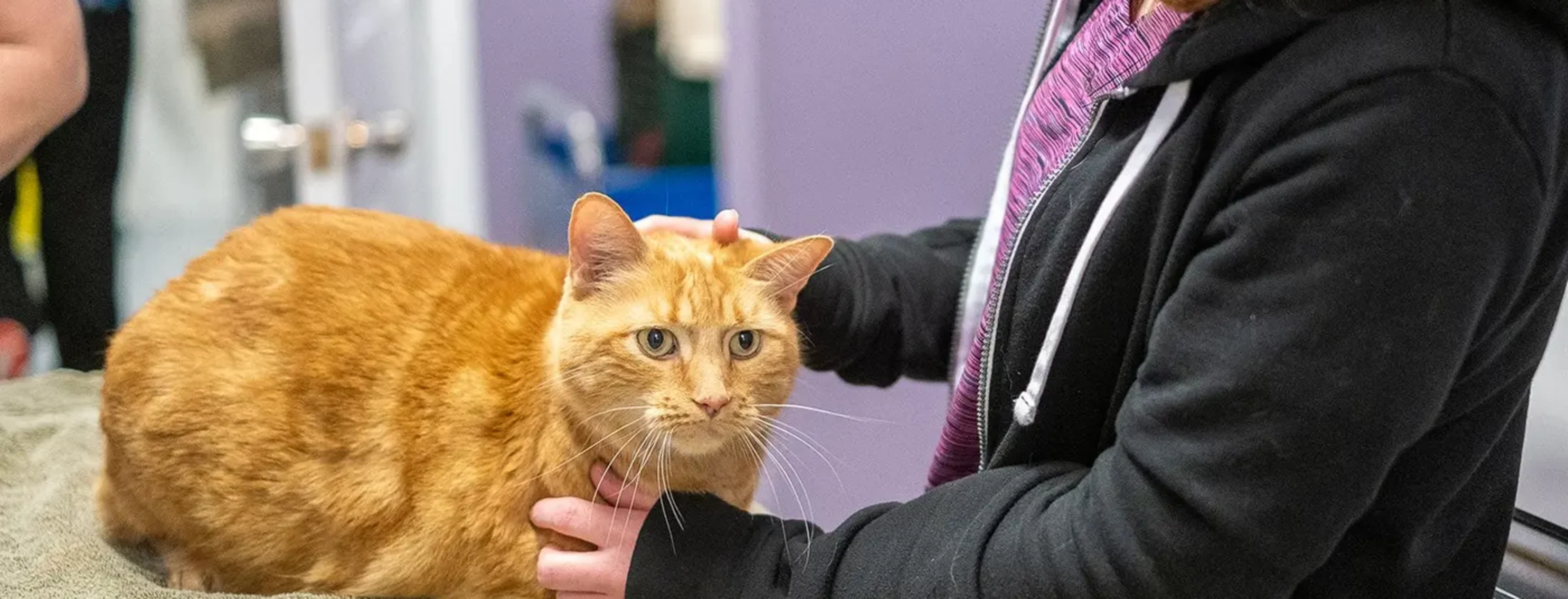 vet is checking on the orange cat vet is checking on the orange cat