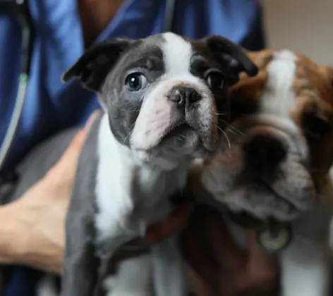 Staff member holding two puppies Staff member holding two puppies