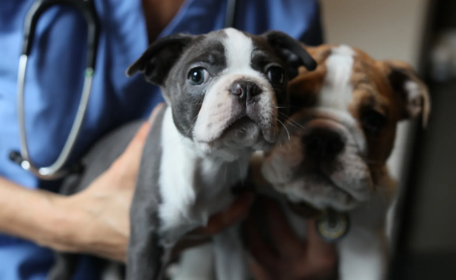 Staff member holding two puppies Staff member holding two puppies