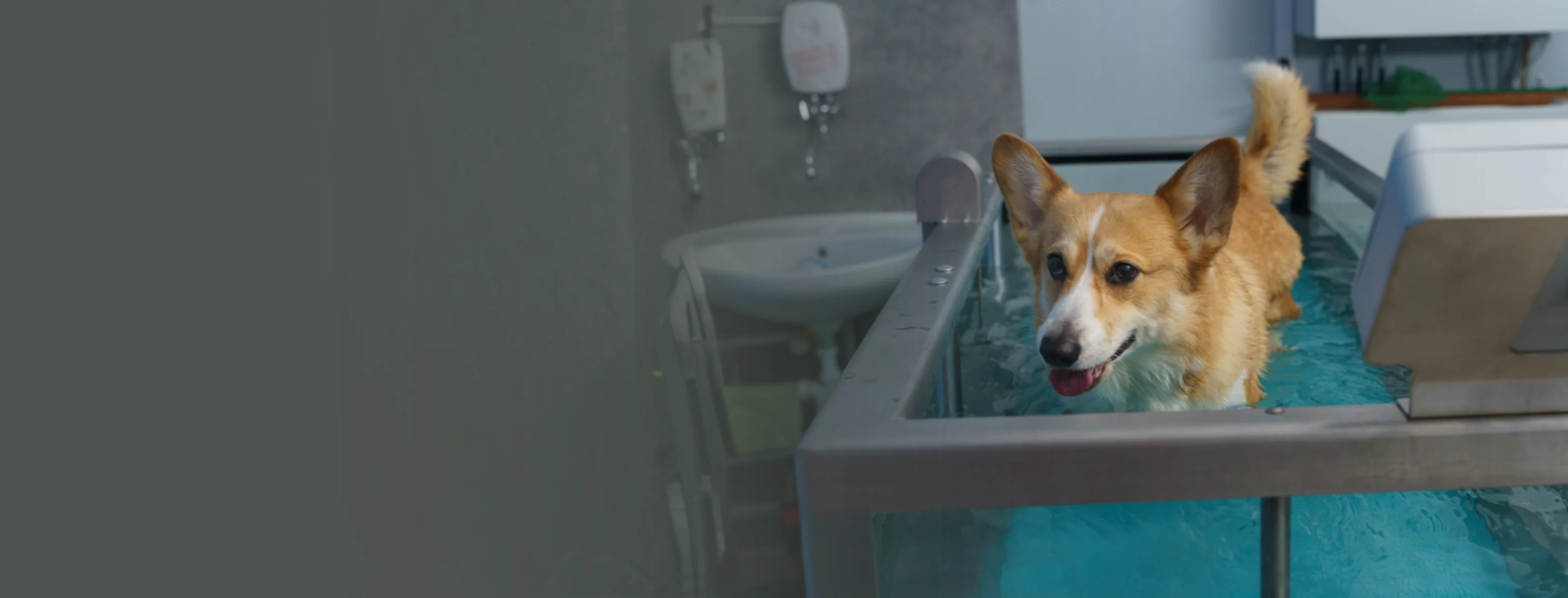 Dog in an Underwater Treadmill Dog in an Underwater Treadmill