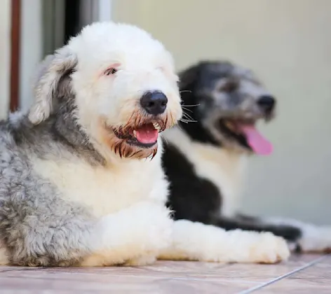 Two Dogs relaxing and laying next to each other. 