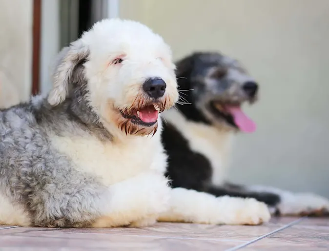 Two Dogs relaxing and laying next to each other. 