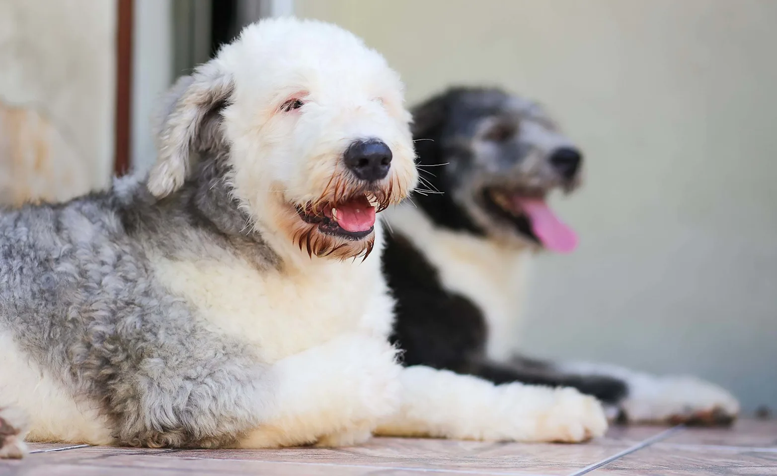 Two Dogs relaxing and laying next to each other. Two Dogs relaxing and laying next to each other.