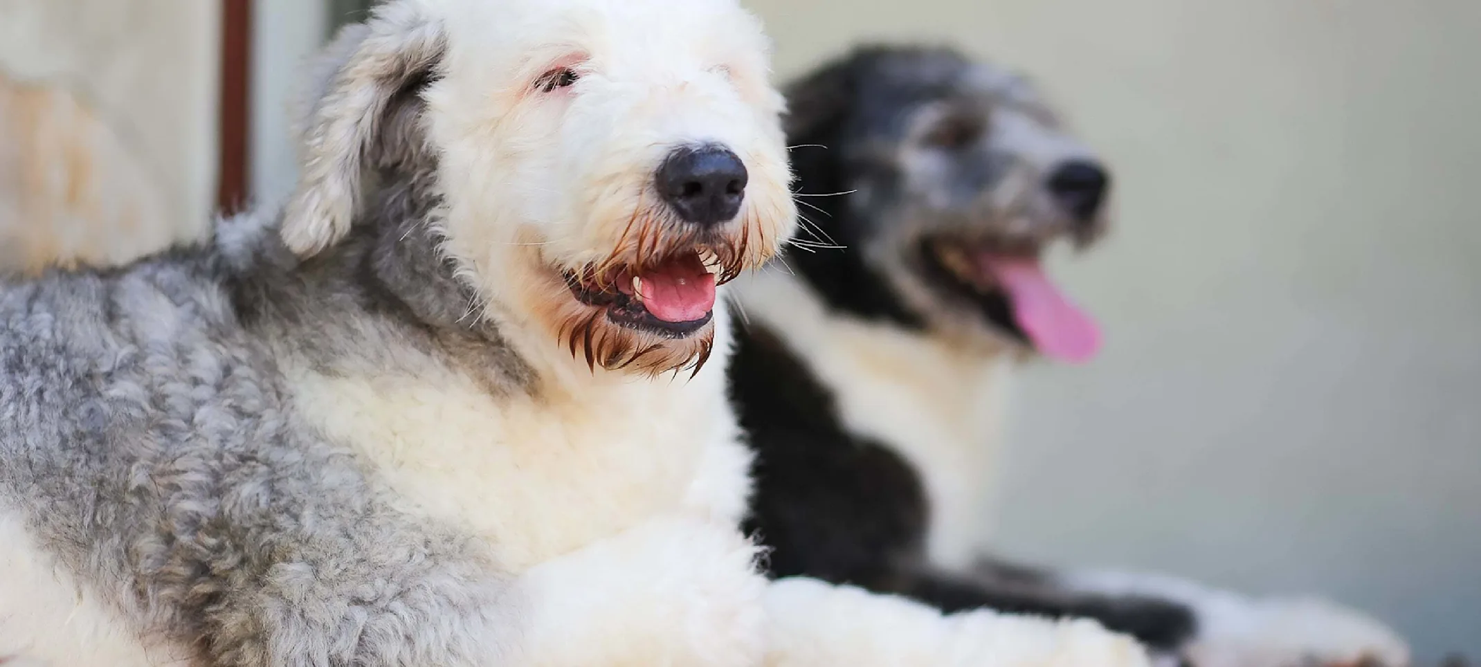 Two Dogs relaxing and laying next to each other. 