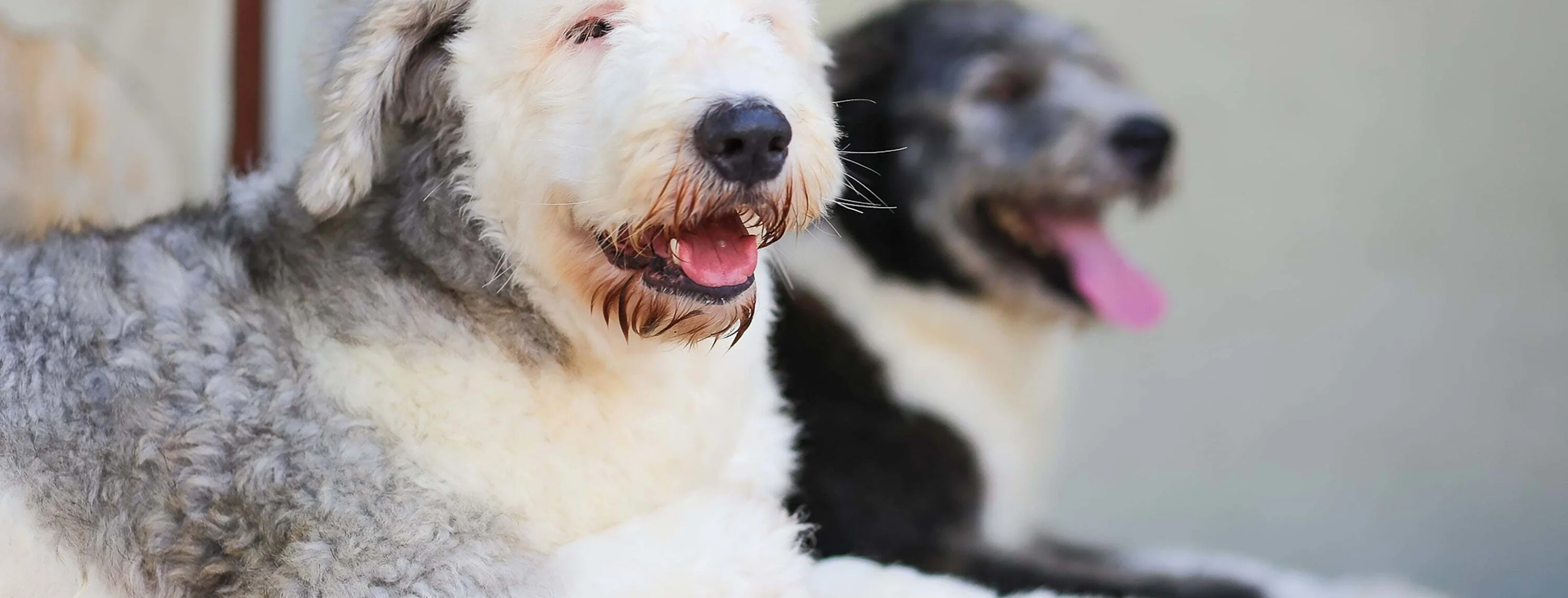 Two Dogs relaxing and laying next to each other. Two Dogs relaxing and laying next to each other.