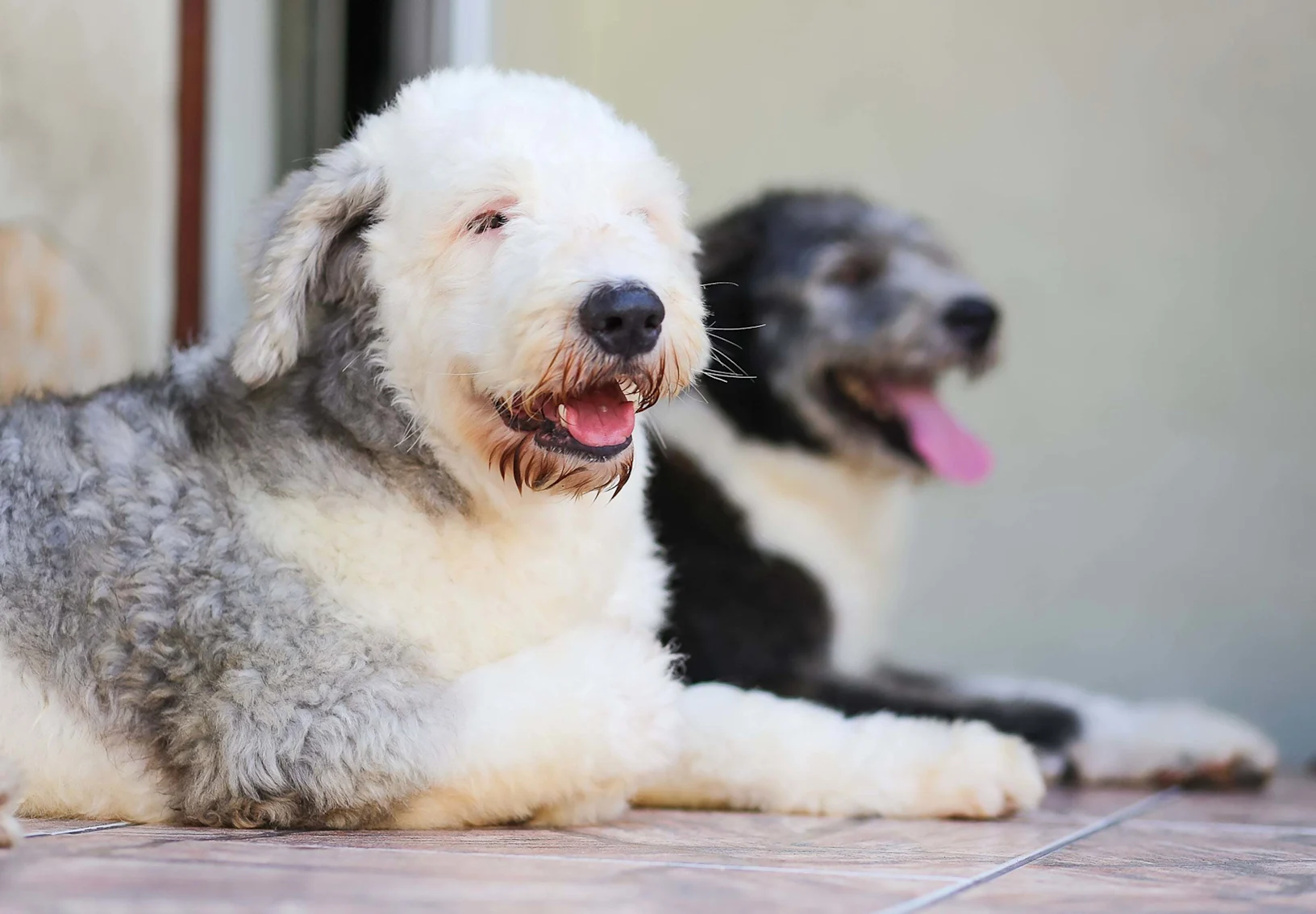 Two Dogs relaxing and laying next to each other. Two Dogs relaxing and laying next to each other.