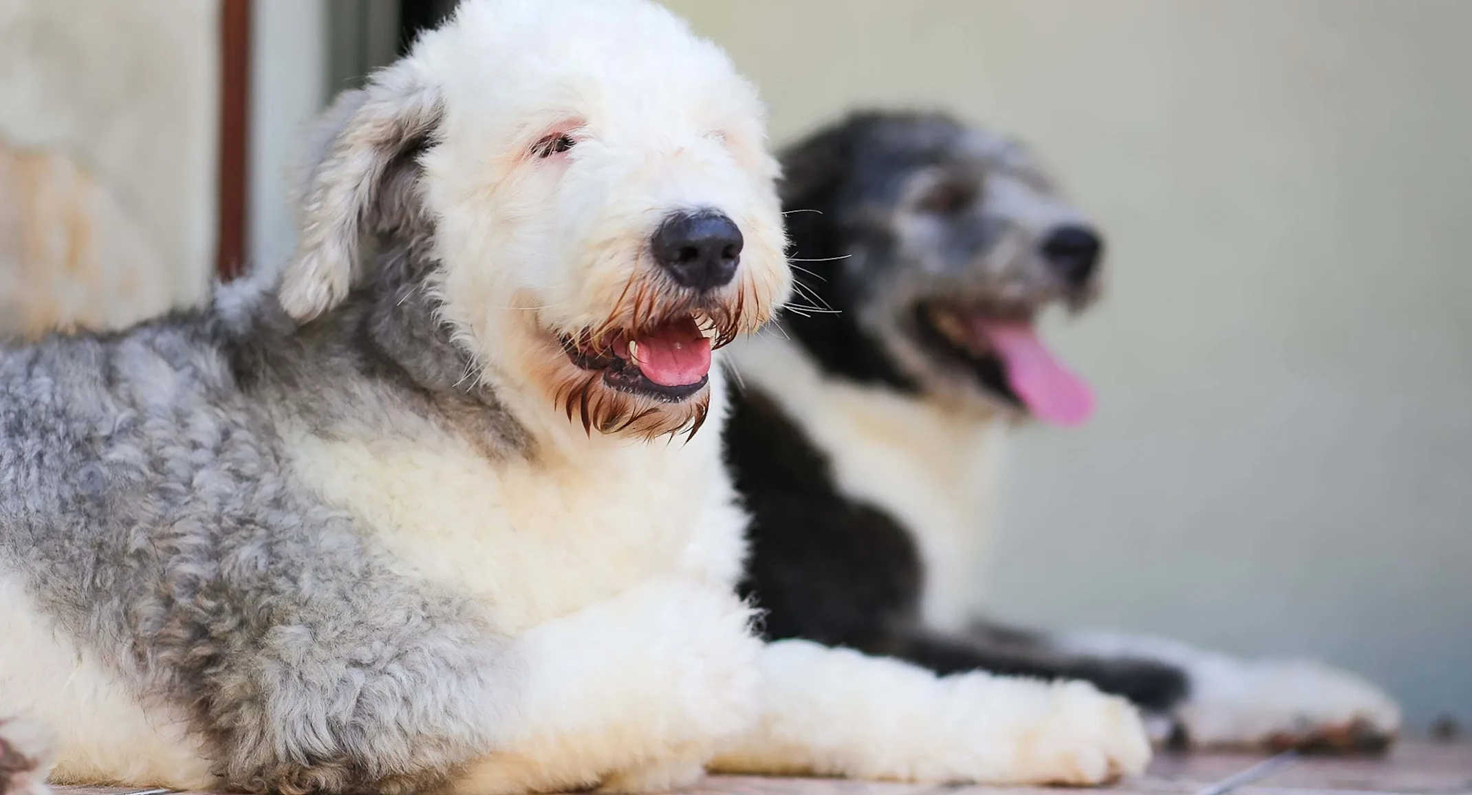 Two Dogs relaxing and laying next to each other. Two Dogs relaxing and laying next to each other.